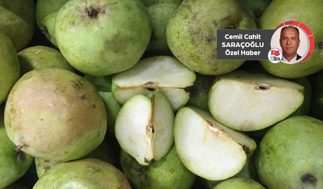 Şifa deposu Ankara armudu, Türkiye üretiminin yüzde 17’sini karşılıyor