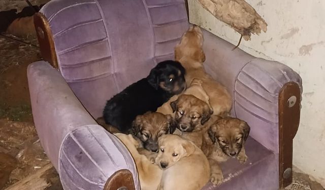 'Sahipsiz köpekler zehirlenerek öldürüldü' iddiası