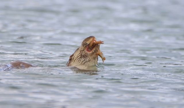 Su samuru, Bostancılar Göleti'nde görüntülendi