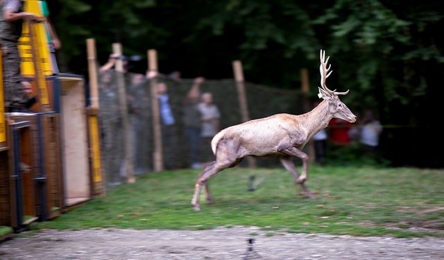 Nesli tehlike altındaki kızıl geyikler İstanbul'da koruma altında çoğaltılıyor