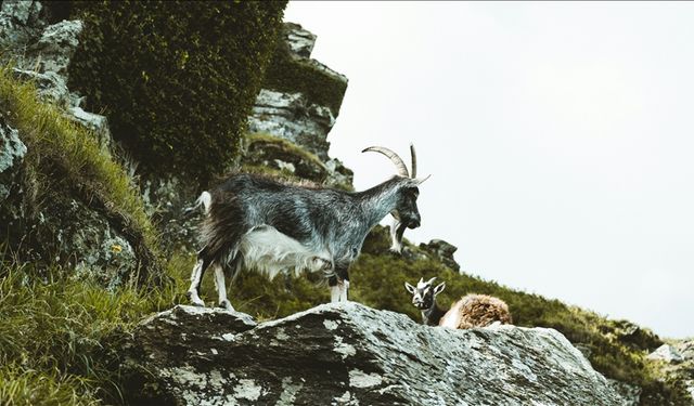 Kayseri'de yaban keçisi avlayan kişiye 953 bin 82 lira ceza uygulandı