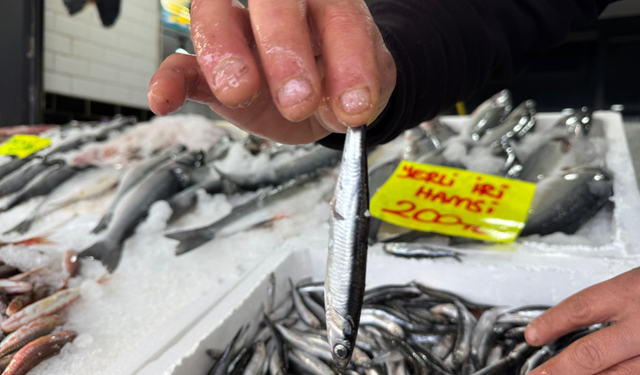 'Karadeniz’de yoğun av baskısı sonucu hamsi Gürcistan’a göç etti'