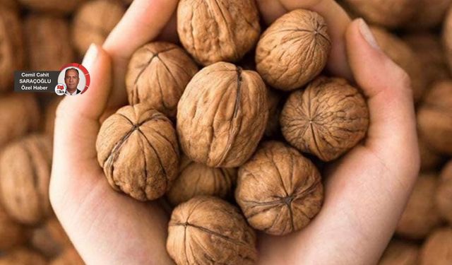 Türkiye’nin en zengin genetiğine sahip cevizi Ankara’da