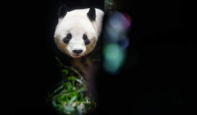 Japonya, iki dev pandayı Çin'e geri yolluyor