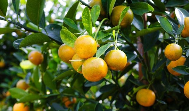 Kış ayının vazgeçilmezi: Portakal