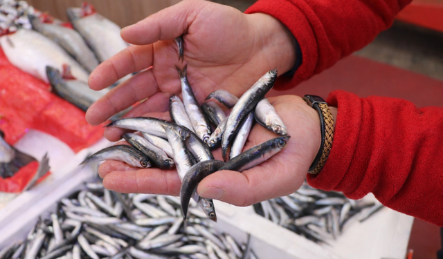 ‘Soğuk hava nedeniyle hamsiler Gürcistan açıklarına gitti’