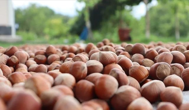 Ticaret borsalarında sezonun ilk 4 ayında 179 bin tonu aşkın fındık işlem gördü