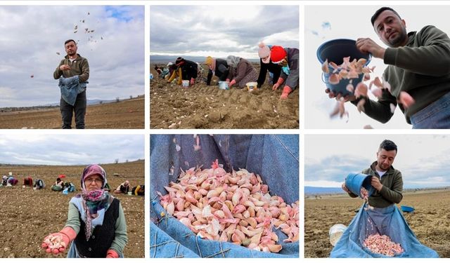 Kastamonu'da, Avrupa coğrafi işaretli Taşköprü sarımsağının dikimine başlandı