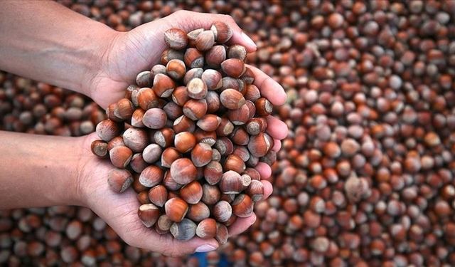 Türkiye 2025'te fındık ihracatından 2,2 milyar doların üzerinde gelir sağladı