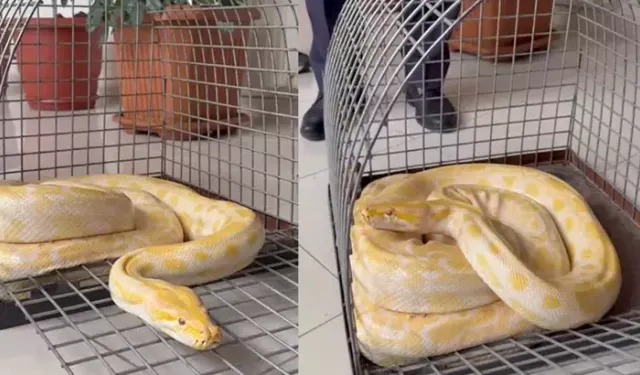 Gösteride kullanılan yılana el konuldu