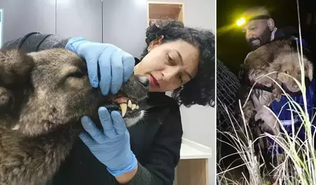 Manisa'daki selde kurtarılan 3 köpek, Bursa'da tedaviye alındı