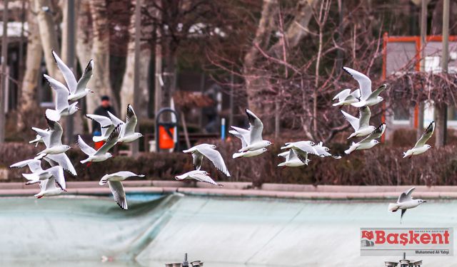 Denize hasret başkentin martıları