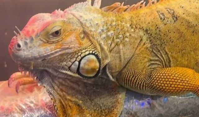 DKMP, CİTES kapsamındaki 3 hayvana el koydu