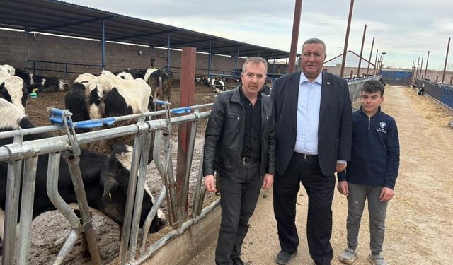 Hayvancılıkta maliyet alarmı: Üretici sayısı azalıyor