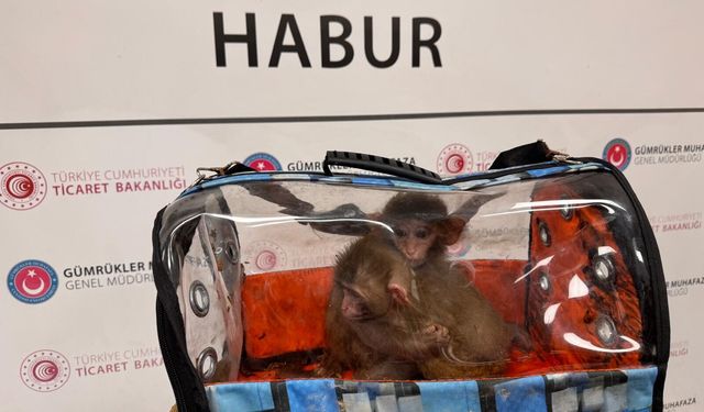 Gümrükler Muhafaza ekipleri, 2025'te 85 bin 342 canlı hayvan ele geçirdi