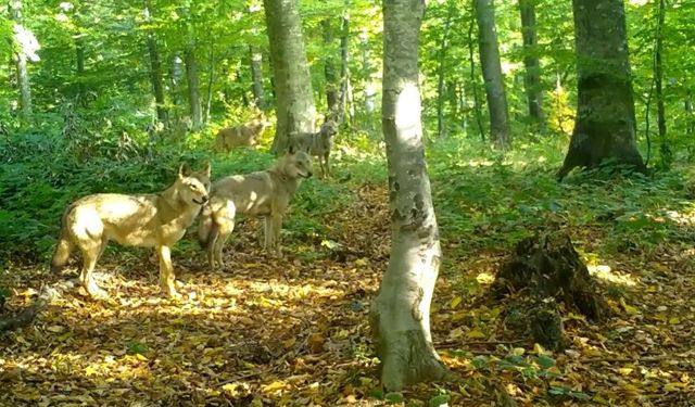 Ormanda gezen kurt sürüsü fotokapanla görüntülendi