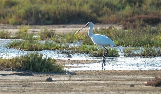 Adana, Hatay, Mersin, Kayseri, Osmaniye ve Niğde'de 287 bin 254 su kuşu sayıldı
