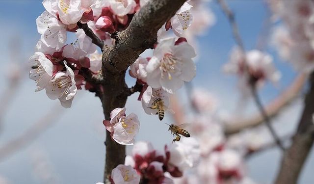 Mersin'de kayısı ağaçları çiçeklendi