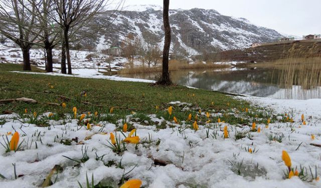 Yaylalarda karlar erimeye başladı, bahar çiçekleri açtı