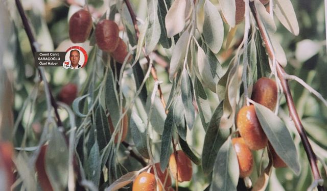 Ankara’nın ‘balı’ sayılan iğdesi Gılgamış’ın ölümsüzlük meyvesi mi?