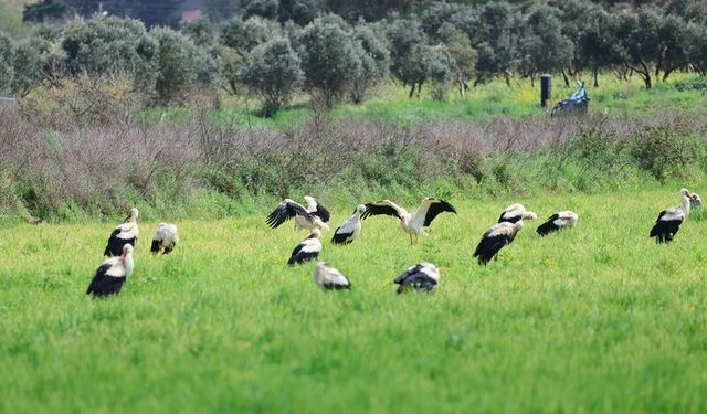 Göç yolculuğunda leyleklerin görsel şöleni
