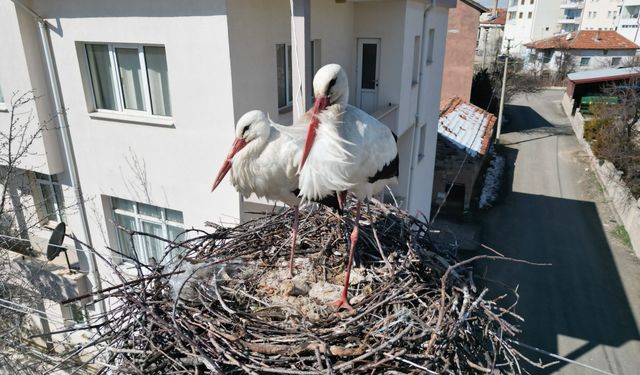 Leyleklerin 40 yıllık yuvası yıkıldı, onlar gelmeden yenisini yerleştirdi
