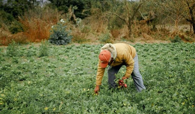 Ankara’da tarım işçilerinin ücretleri Türkiye ortalamasının altında kaldı