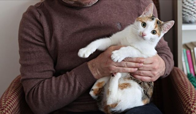 Evlerde içilen sigaranın evcil hayvanlara zararı araştırıldı