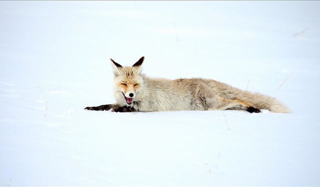 Kars'ta kızıl tilkiler avlanırken görüntülendi
