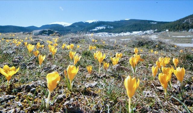 Bolu'da baharın müjdecisi çiğdemler çiçek açtı