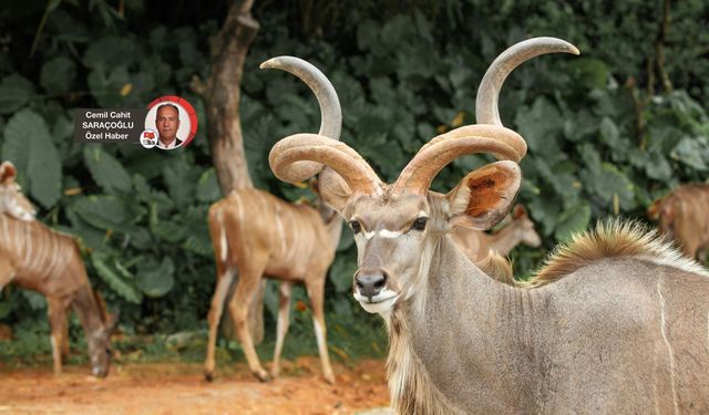 TVD: Yaban hayvanlarının av yasağı bölgelerinde öldürülmesinin önü açılıyor