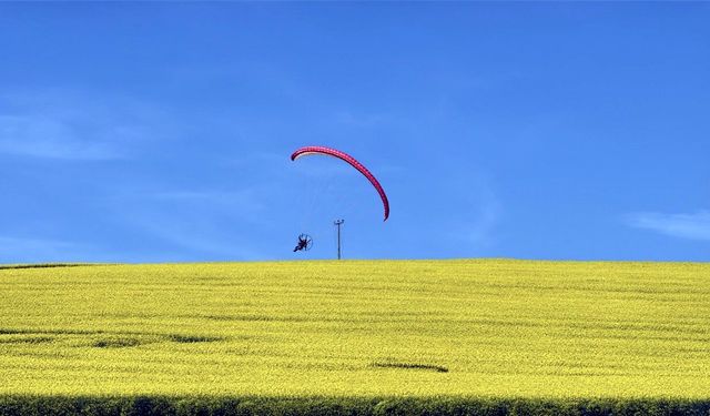 Sarı renge bürünen kanola tarlası üzerinde paramotorla uçtu