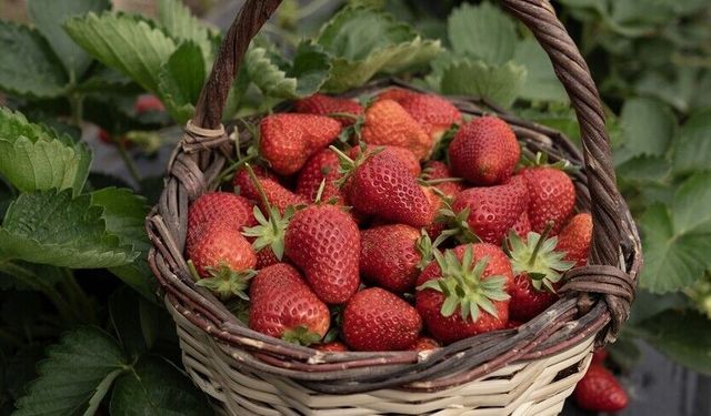 Aşırı yağışlar nedeniyle hasadı geciken Emiralem çileğinde verim arttı