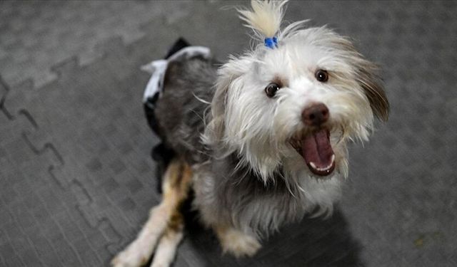 Sahibi vefat eden engelli köpek Yumoş, iyileşip yeni yuvasına koşacağı günü bekliyor