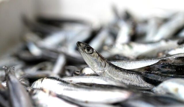 İstanbul'da mart ayında en çok hamsi tüketildi