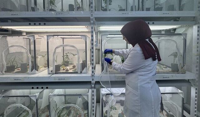 Kahverengi kokarcayla mücadele kapsamında 40 ilde doğaya 1 milyon 650 bin samuray arısı salınacak