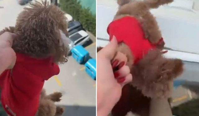 Pencereden sarkıttığı köpeği cama vurup kaydetti; alkollüydüm deyip özür diledi