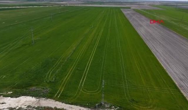 Konya Ovası’nda Cumhuriyet tarihinin en yüksek rekoltesi bekleniyor