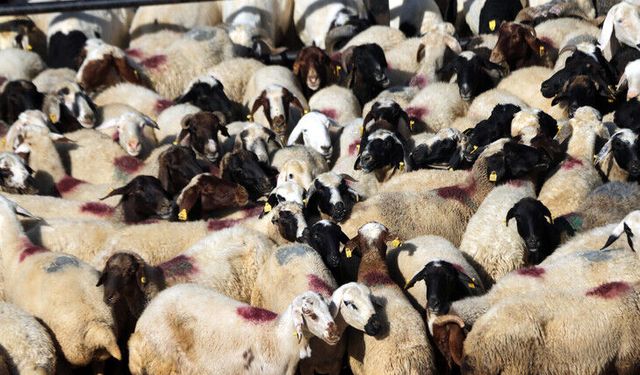 Kurban Bayramı öncesi 4 milyonu aşkın hayvanın sağlık kontrolü yapıldı