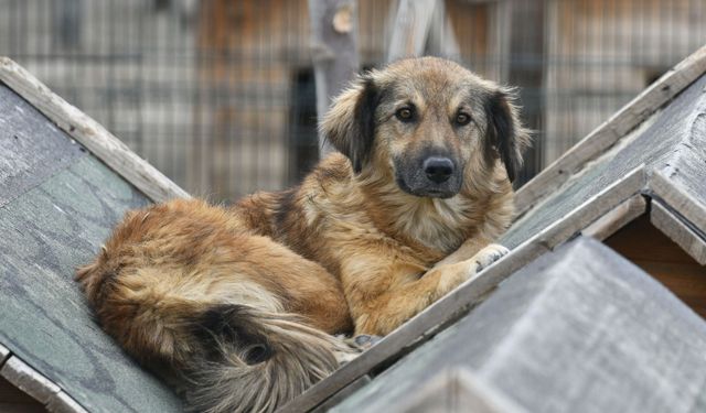 Pet Fellas’tan başkentlilere çağrı: Ücretsiz sahiplen, bir cana yuva ol