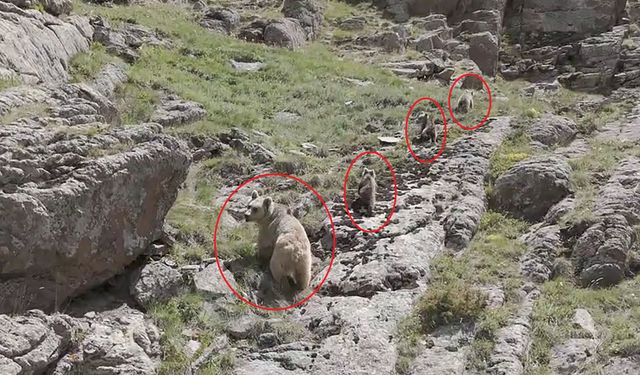 Bozayı ve 3 yavrusu dron kamerasında