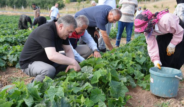 Çubuk'ta turşu yapımında kullanılan salatalığın hasadına başlandı