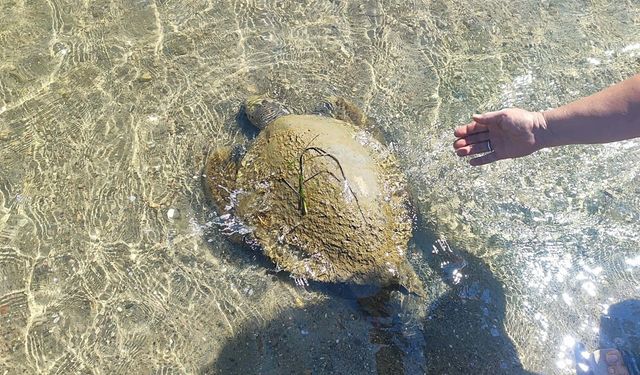Ayvalık'ta sahilde ölü caretta caretta bulundu