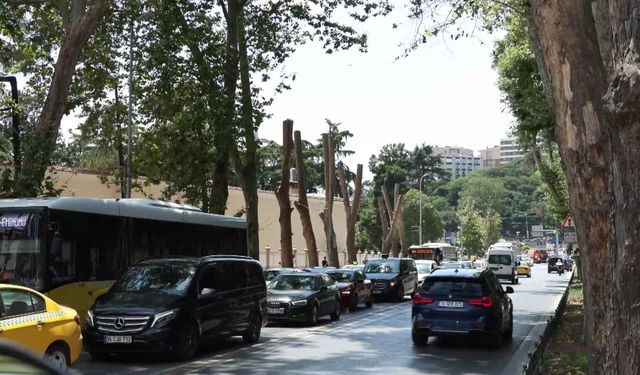 Beşiktaş'taki tarihi ağaçlara 'Çınar kanseri'ne karşı koruma çalışması: İlaçla tedavi yöntemi mümkün değil