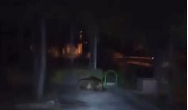Çocuk parkında bozayı görüntülendi