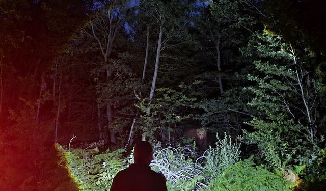 Orman koruma faaliyeti yürüten OBM ekipleri karşılaştıkları ayının fotoğrafını çekti