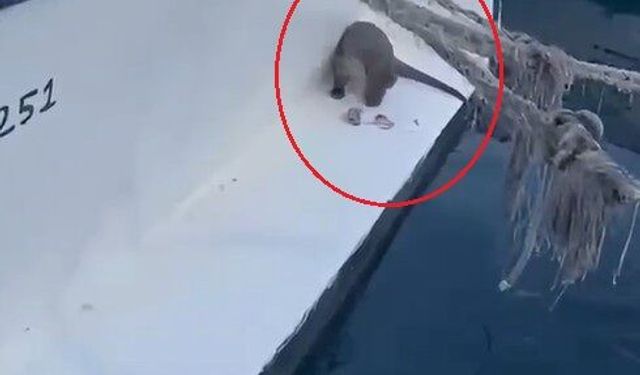Su samuru limanda çevredekilerin attığı balıkları yedi
