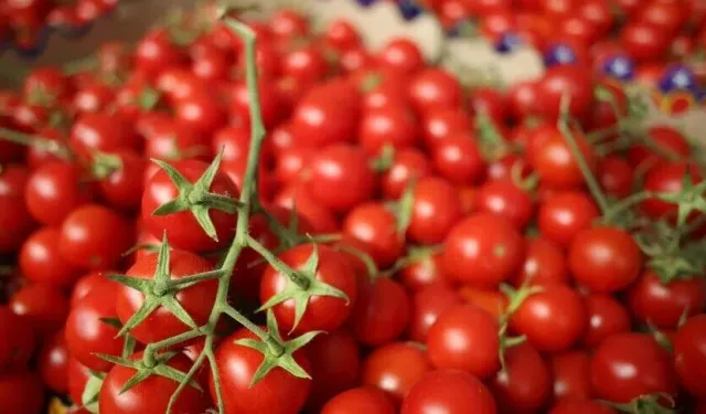 Türkiye'den yılın ilk yarısında 252,5 milyon dolarlık domates ihracatı
