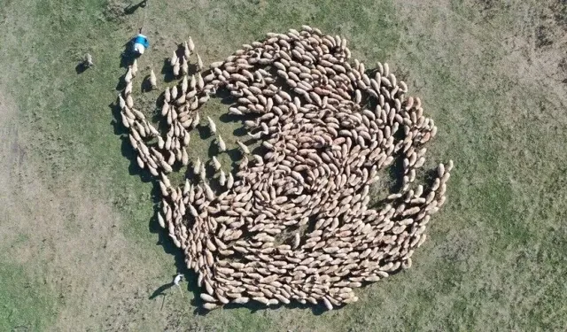 Hayvan varlığı 400 bini aşan TİGEM'den damızlık desteği