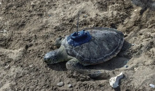 Mersin'de uydu takip cihazı takılan 2 yeşil deniz kaplumbağası denizle buluşturuldu